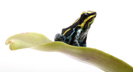 Small yellow striped poison dart frog, Ranitomeya ventrimaculata Rodyll from the Amazon rain forest...