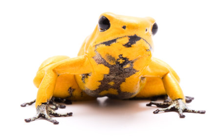 poison dart frog, Phyllobates terribilis orange. Most poisonous animal from the Amazon rain forest in Colombia, a dangerous amphibian with warning colors. Isolated on whiteの写真素材