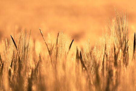 Wheat field of focus from the focus as a background image in the backlightの写真素材
