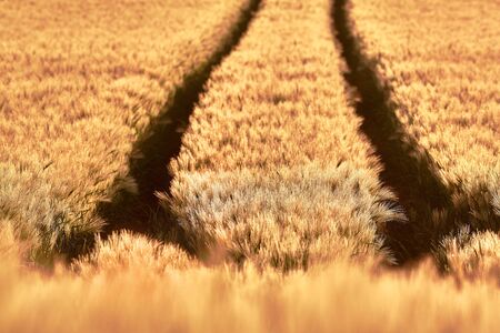 Wheat field of focus from the focus as a background image in the backlightの写真素材