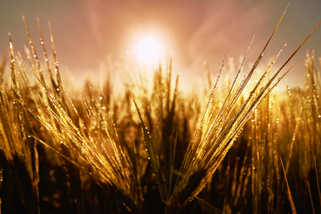 Wheat field of focus from the focus as a background image in the backlightの写真素材