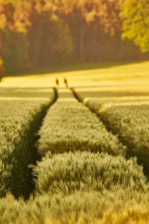 Wheat field of focus from the focus as a background image in the backlight