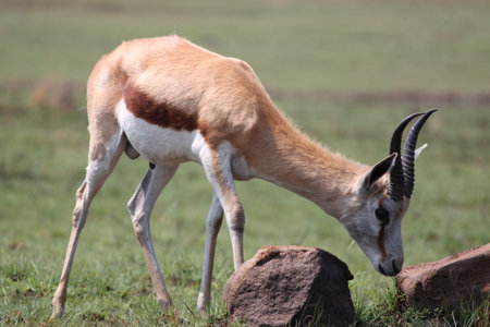 Springbokの写真素材