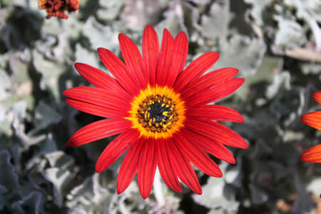 Red African daisyの写真素材