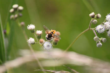 The Honeybee collecting the pollenの写真素材