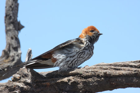 Swallow Birdの写真素材