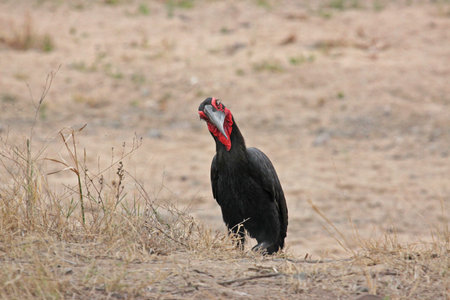Southern Ground Hornbillの写真素材