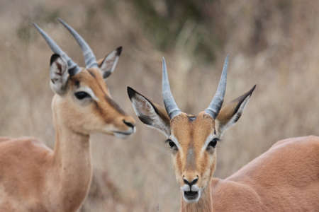 Impalaの写真素材