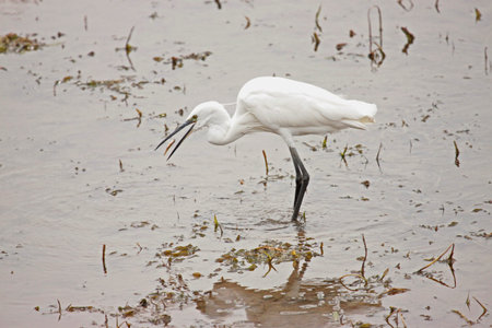 Little Egret Birdの写真素材