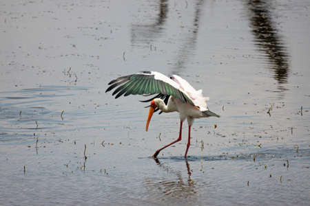 Yellow Billed Storkの写真素材