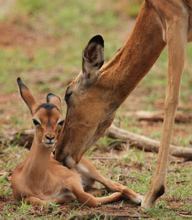 Mother and childの写真素材
