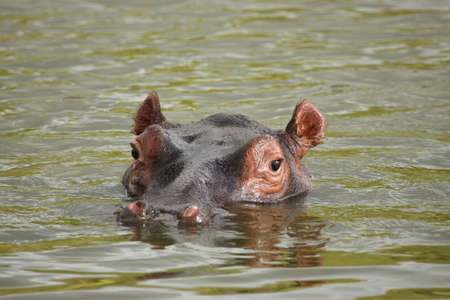 Hippoの写真素材