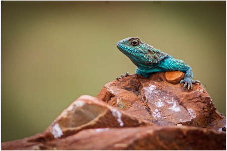 Sungazer lizardの写真素材