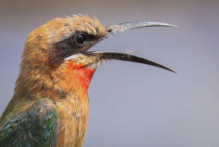 Bee Eaterの写真素材