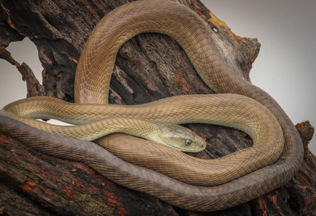 Mamba snake