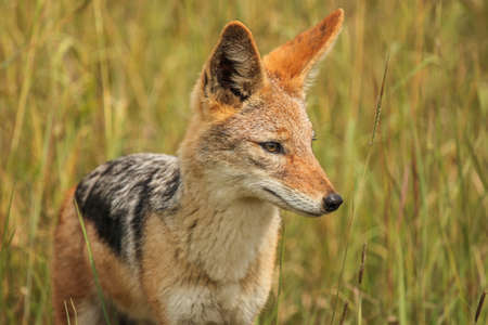 Black backed Jackalの写真素材