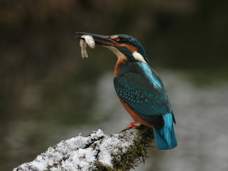 Kingfisher (Alcedo atthis) with his preyの写真素材