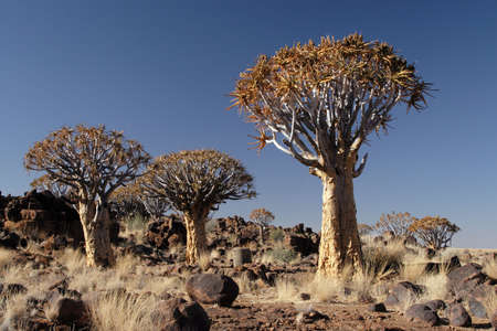 Quiver trees in the desert in Namibiaの写真素材