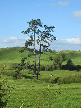 Beautiful green hills with cows grazing on the meadows in New Zealandの写真素材