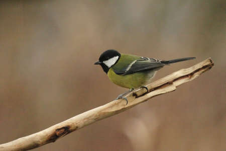 Great Tit (Parus major) sitting on a twig in winterの写真素材