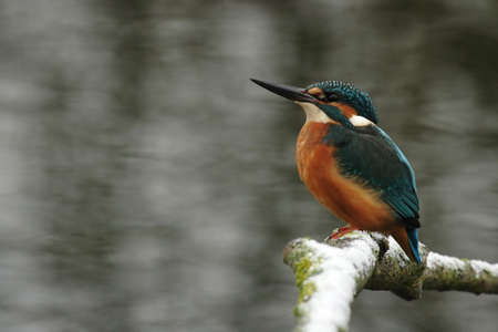 Kingfisher (Alcedo atthis) sitting on a branch in winterの写真素材