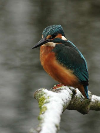 Kingfisher (Alcedo atthis) perching on a snowy branch in winterの写真素材