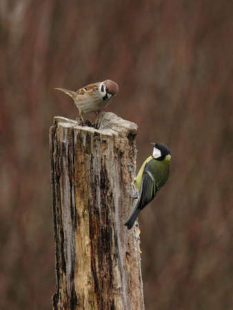 Tree Sparrow (Passer montanus) and Great Tit (Parus major) sitting on a tree stump in winterの写真素材