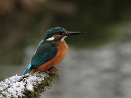 Portrait of a Kingfisher (Alcedo atthis) on his perch in winterの写真素材