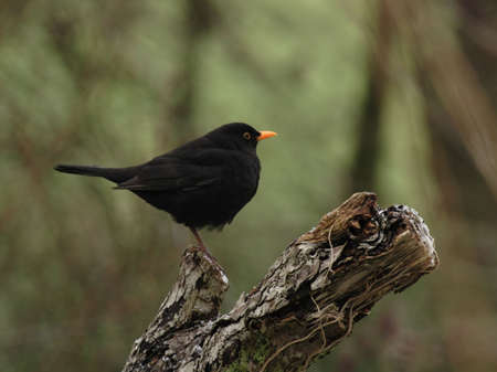 European Blackbird (Turdus merula) sitting on a tree stumpの写真素材
