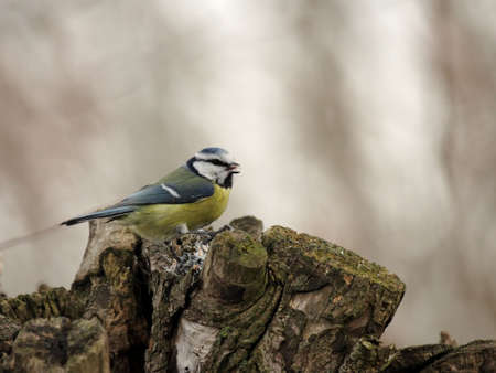 Blue Tit (Parus caeruleus) on a tree stumpの写真素材