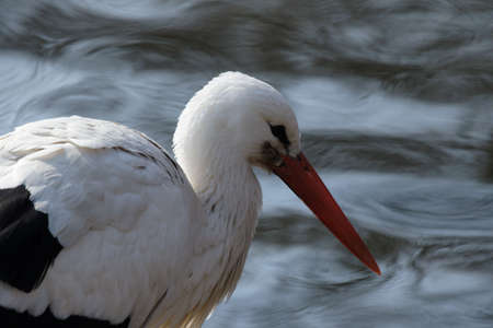 Close up of a White Stork (Ciconia ciconia)の写真素材
