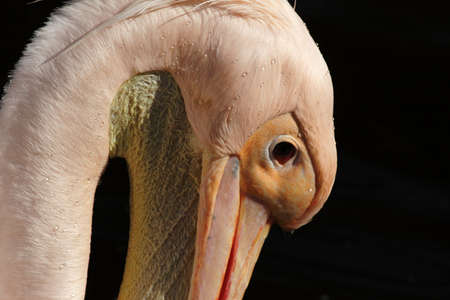 Close up of a Pink Pelican (Pelecanus onocrotalus)の写真素材