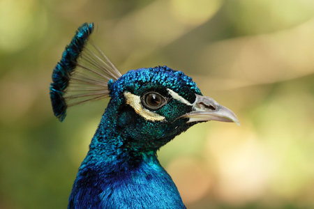 Close up of a Peacock (Pavo cristatus)