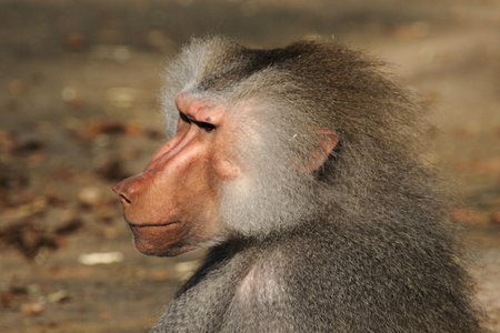Close up of a Baboonの写真素材
