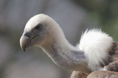 Close up of a Griffon Vulture (Gyps fulvus)の写真素材