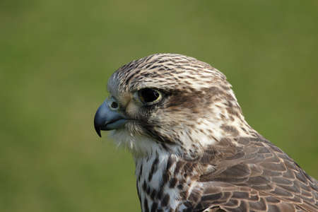 Close up of a Saker Falcon (Falco cherrug)の写真素材
