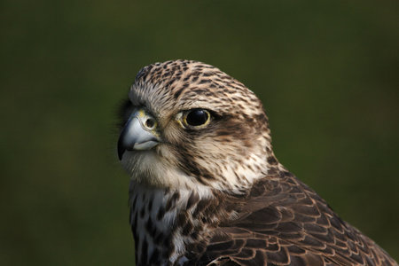 Close up of a Saker Falcon (Falco cherrug)の写真素材