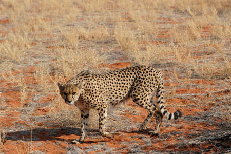 Cheetah in the Kalahari desert, Namibiaの写真素材
