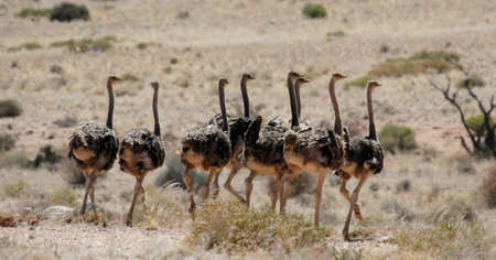 A family of Ostriches in the savanna in Namibiaの写真素材