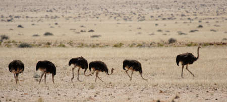 Ostrich family in the Savanna in Namibiaの写真素材
