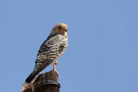 A Greater Kestrel (Falco rupicoloides), an African Falcon, in front of blue sky in Namibiaの写真素材