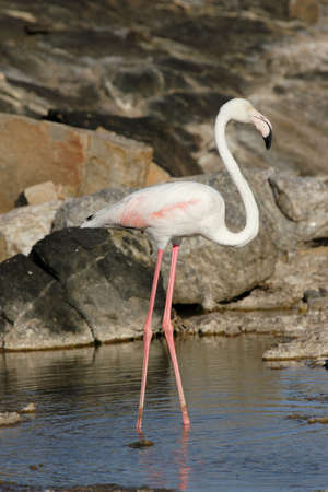 Greater Flamingo (Phoenicopterus ruber) in Namibiaの写真素材