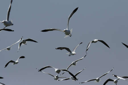 A flock of seagulls flying in the sky in Namibiaの写真素材