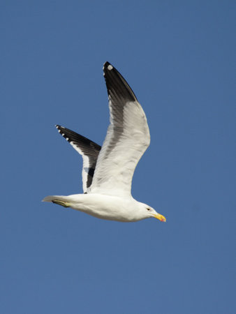 Cape Gull (Larus vetula) in flight over Namibiaの写真素材