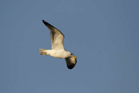 Cape Gull (Larus vetula) flying in the blue sky over Namibiaの写真素材