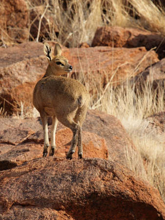 Klipspringer (Oreotragus oreotragus) in Namibiaの写真素材