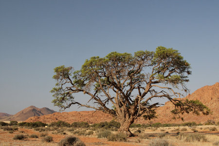 Giant tree in the desert in Namibiaの写真素材