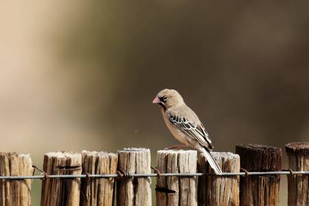 Scaly-feathered Finch (Sporopipes squamifrons) sitting on a wooden fence in Namibiaの写真素材