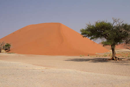 Dune 45 near Sossusvlei in the Namib Desert, Namibiaの写真素材