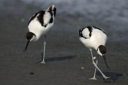 Two Pied Avocets (Recurvirostra avosetta) searching for food on the beach in Namibiaの写真素材